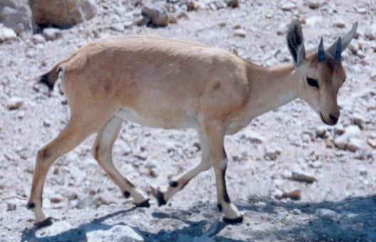 Baby Ibexes