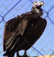 Vulture' Nest